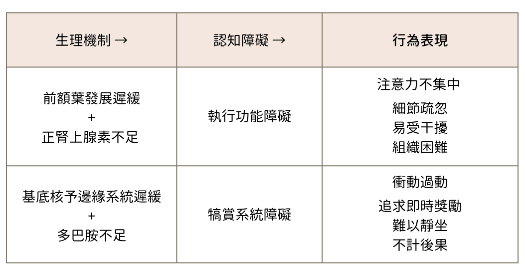 ADHD的大腦長什麼樣子呢?
這是一個表格,在描述ADHD重生理機制影響到認知障礙最後表現出的行為表現