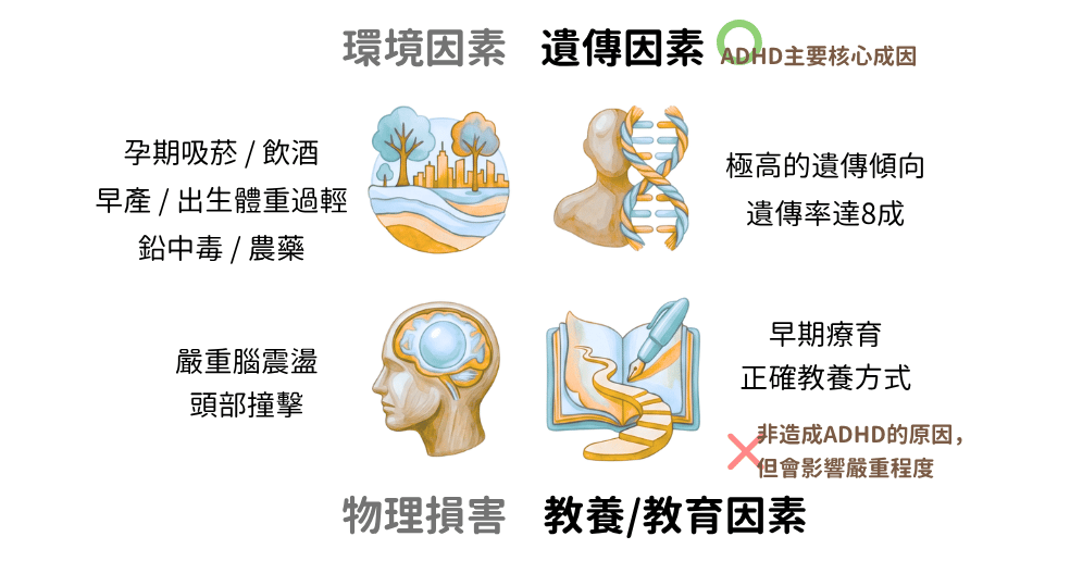 為什麼會發生ADHD的狀況?
ADHD發生的原因為環境因素物理損害遺傳因素及教養教育因素以及個別影響的比例